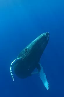 Images Dated 1st October 2004: Hawaii, Humpback Whale (Megaptera Novaeangliae) Swimming In Deep Blue Ocean