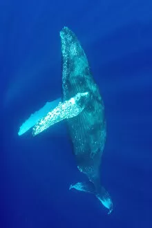 Images Dated 1st October 2004: Hawaii, Humpback Whale (Megaptera Novaeangliae) Swimming In Deep Blue Ocean