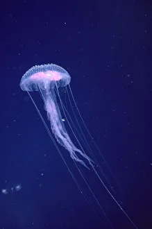 海島千本 個展アクリルアート『Jellyfish Slumber 』