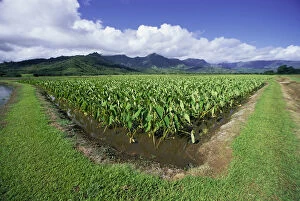 Images Dated 9th October 2001: Hawaii, Kauai, Hanalei Valley, Taro Fields With Mountains Background, Blue Sky And Clouds