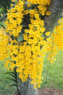 Images Dated 2nd February 1996: Hawaii, Kauai, Lawai, V. Mable Mae Kamahele Yellow Orchids, Draping Down From Tree