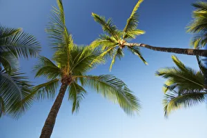 Hawaii, Lanai, Hulope Beach, Plam trees from below Hawaii, Lanai, Hulope Beach, Plam trees from below