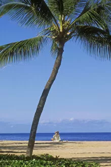 Images Dated 29th November 2004: Hawaii, Lanai, Manele Bay Beach Park, Palm Tree And Woman On The Beach