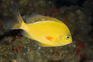 Hawaii, Lanai, Pseudanthias Fuscipinnis (Rare And Endemic) Close-Up Side View Hawaii, Lanai, Pseudanthias Fuscipinnis (Rare And Endemic) Close-Up Side View