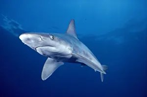 S Gallery: Sandbar Shark Collection