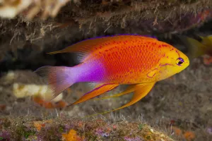 Hawaii, a male Hawaiian longfin anthias (Pseudanthias hawaiiensis Hawaii, a male Hawaiian longfin anthias (Pseudanthias hawaiiensis