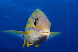 Hawaii, Maui, Bluestripe Snapper (Lutjanus Kasmira) Hawaii, Maui, Bluestripe Snapper (Lutjanus Kasmira)