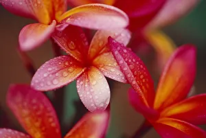 Hawaii, Maui, Close-Up Of Dark Pink Yellow Plumeria Flowers On Plant, Wet Dewdrops Hawaii, Maui, Close-Up Of Dark Pink Yellow Plumeria Flowers On Plant, Wet Dewdrops
