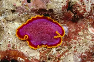 Images Dated 1st July 1998: Hawaii, Maui, Close-Up Of Flatworm (Pseudoceros Kentii) Top View
