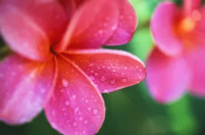 Hawaii, Maui, Close-Up Pink Plumeria Flowers Aka Frangipani, On Plant Outdoor, Water Droplets Wet Blurry Background Hawaii, Maui, Close-Up Pink Plumeria Flowers Aka Frangipani, On Plant Outdoor, Water Droplets Wet Blurry Background