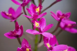 Hawaii, Maui, Close-Up Of Purple Epidendrum Orchids On Stem Hawaii, Maui, Close-Up Of Purple Epidendrum Orchids On Stem