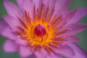 Hawaii, Maui, Extreme Close-Up Pink Lily Blossom With Yellow Center, Detail Hawaii, Maui, Extreme Close-Up Pink Lily Blossom With Yellow Center, Detail