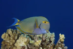 Hawaii, Maui, Eyestripe Surgeonfish (Acanthurus Dussumieri) Hawaii, Maui, Eyestripe Surgeonfish (Acanthurus Dussumieri)