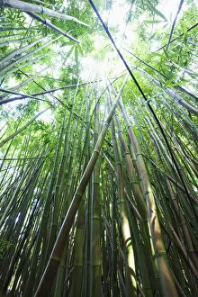 Images Dated 30th January 2010: Hawaii, Maui, Hana, A path through green bamboo