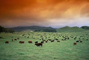 Hawaii, Maui, Hana Ranch Pasture Many Cattle Grazing Land, Orange Clouds Overcast Hawaii, Maui, Hana Ranch Pasture Many Cattle Grazing Land, Orange Clouds Overcast