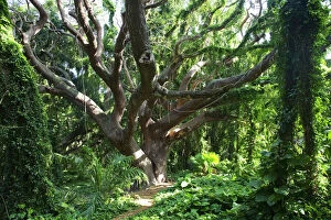 Images Dated 19th March 2011: Hawaii, Maui, Honolua, A tree surrounded by lush green vines