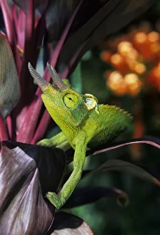 Hawaii, Maui, Jacksons Chameleon On Red Ti-Leaf Plant Hawaii, Maui, Jacksons Chameleon On Red Ti-Leaf Plant