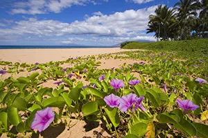 Hawaii, Maui, Kihei, Keawakapu Beach, Green Leafy Vines With Pink Flowers On Shore Hawaii, Maui, Kihei, Keawakapu Beach, Green Leafy Vines With Pink Flowers On Shore