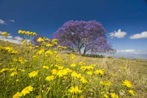 Hawaii, Maui, The Lavender Blossoms Of This Jacaranda Tree (Jacaranda Mimosifolia) Hawaii, Maui, The Lavender Blossoms Of This Jacaranda Tree (Jacaranda Mimosifolia)