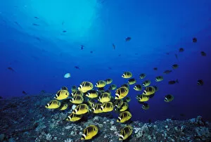 Images Dated 12th November 2003: Hawaii, Maui, Molokini Crater, Schooling Raccoon Butterflyfish Near Reef