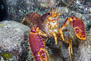 Hawaii, Maui, Molokini, Western Lobster, (Enoplometopus Occidentalis) Found Among Rocks Hawaii, Maui, Molokini, Western Lobster, (Enoplometopus Occidentalis) Found Among Rocks