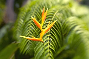 Images Dated 5th May 2008: Hawaii, Maui, Single Heliconia Nickeriensis In Front Of Fern Leaves, Selective Focus