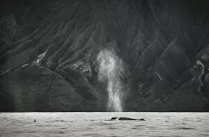 Images Dated 2nd February 2005: Hawaii, Maui, The Spout Of A Humpback Whale