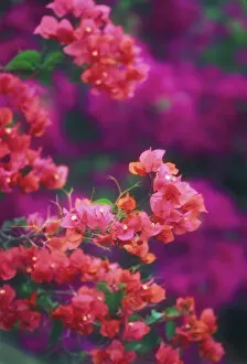 Images Dated 25th February 2002: Hawaii, Maui, Wailea, Close-Up Pink Bougainvillea Blossoms On Plant, Purple In Blurry Background