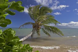 Hawaii, Molokai, Palm Tree Overhangs The Ocean With A View Of Maui In Distance Hawaii, Molokai, Palm Tree Overhangs The Ocean With A View Of Maui In Distance