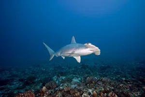 Hawaii, Molokai, Scalloped Hammerhead Shark (Sphyrna Lewini) Swimming On The Ocean Floor Hawaii, Molokai, Scalloped Hammerhead Shark (Sphyrna Lewini) Swimming On The Ocean Floor