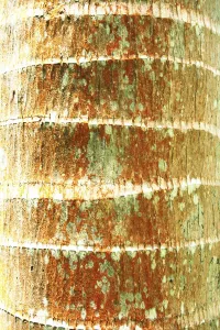 Hawaii, Oahu, Close-Up Of Coconut Palm Tree Bark Texture Hawaii, Oahu, Close-Up Of Coconut Palm Tree Bark Texture