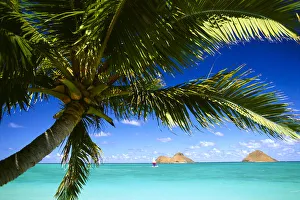 Hawaii, Oahu, Lanikai, Palm Tree Foreground, With Mokulua Islands Background, Sailboat In Turquoise Waters Hawaii, Oahu, Lanikai, Palm Tree Foreground, With Mokulua Islands Background, Sailboat In Turquoise Waters