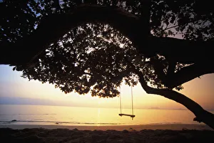 Hawaii, Oahu, Tree Swing Silhouetted Against Beach And Calm Ocean At Sunrise Hawaii, Oahu, Tree Swing Silhouetted Against Beach And Calm Ocean At Sunrise