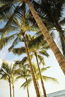 Images Dated 4th October 2004: Hawaii, Oahu, Waikiki, Many Palm Trees Against Blue Sky From Below