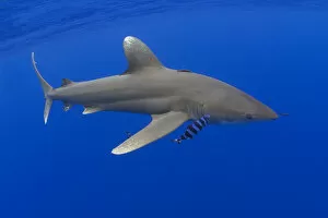 Images Dated 11th May 2004: Hawaii, Oceanic Whitetip Shark (Carcharhinus Longimanus) With Pilot Fish