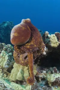 Hawaii, Octopus Cyanea Diguising Itself As A Part Of The Coral Reef Hawaii, Octopus Cyanea Diguising Itself As A Part Of The Coral Reef