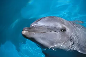 Hawaii, Pacific Bottlenose Dolphin (Tursiops Gilli) Close-Up Of Face, Turquoise Water Hawaii, Pacific Bottlenose Dolphin (Tursiops Gilli) Close-Up Of Face, Turquoise Water