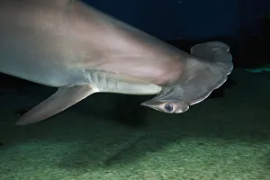 Images Dated 19th March 2011: Hawaii, Scalloped hammerhead shark (Sphyrna lewini) on the ocean floor