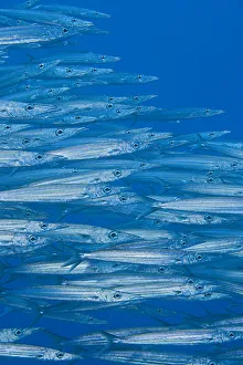 Hawaii, School Of Heller's Barracuda (Sphyraena Helleri) Hawaii, School Of Heller's Barracuda (Sphyraena Helleri)
