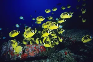 Hawaii, School Of Raccoon Butterflyfish Feeding Along Reef Hawaii, School Of Raccoon Butterflyfish Feeding Along Reef