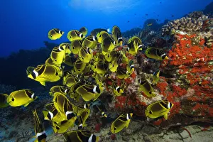 Hawaii, School Of Racoon Butterflyfish (Chaetodon Lunula) Along Reef Hawaii, School Of Racoon Butterflyfish (Chaetodon Lunula) Along Reef