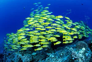 Images Dated 10th May 1999: Hawaii, Schooling Bluestripe Snapper (Lutjanus Kasmira) Coral Reef C1929