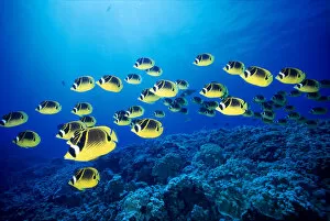Images Dated 28th July 1997: Hawaii, Schooling Raccoon Butterflyfish (Chaetodon Lunula) B1938