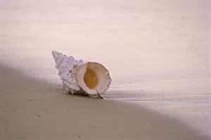 Hawaii, Detail Of Seashell Lying On Shoreline Beach At Dawn, Wet Sand