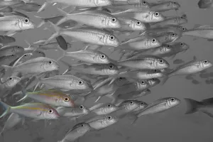 Hawaii, Selective Black And White On A School Of Yellowfin Goatfish (Mulloidichthys Vanicolensis) Hawaii, Selective Black And White On A School Of Yellowfin Goatfish (Mulloidichthys Vanicolensis)