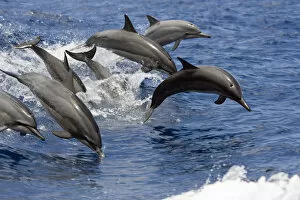 Hawaii, Seven Spinner Dolphin (Stenella Longirostris) Leap Into The Air At The Same Time