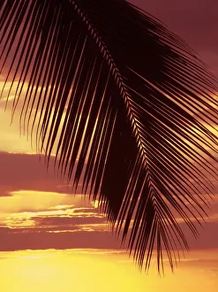 Hawaii, Silhouette Of Palm Frond Against Orange Sunset Hawaii, Silhouette Of Palm Frond Against Orange Sunset