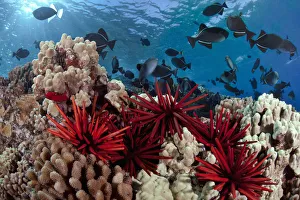 Hawaii, Slate pencil sea urchins (Heterocentrotus mammillatus) color the foreground Hawaii, Slate pencil sea urchins (Heterocentrotus mammillatus) color the foreground