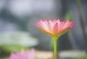 Hawaii, Soft Focus Close-Up Side View Of Pink Water Lily Outdoor On Plant, Blurry Background Hawaii, Soft Focus Close-Up Side View Of Pink Water Lily Outdoor On Plant, Blurry Background