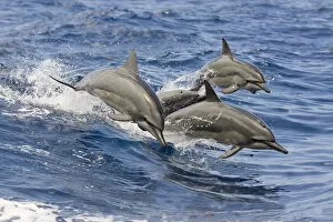 Hawaii, Spinner Dolphins (Stenella Longirostris) Leap Into The Air At The Same Time